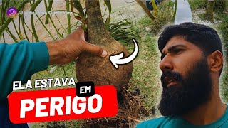 COMO SALVAR PATA DE ELEFANTE planta  Marcos  Jardineiro do Zero 03 [upl. by Hoopes]