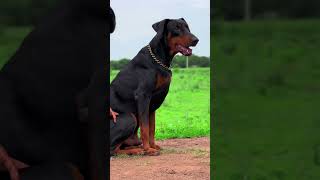 Absolute monster 👿 europeandoberman doberman [upl. by Piggy255]