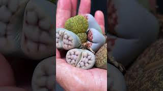 Lithops from shop to my garden lithops homegarden shorts [upl. by Esiuolyram89]