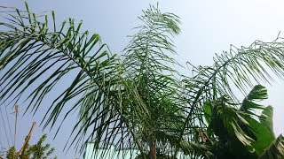 Palm Tree Care Tips [upl. by Tillion]