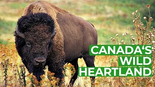 Wild Canada  Part 3 The Heartland  Free Documentary Nature [upl. by Ynohtnaed544]