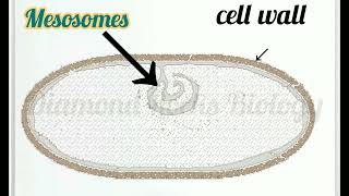 mesosomes and storage bodies  mesosome animation  mesosomes in bacteria [upl. by Lindly]