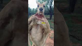 LAthlète des Déserts Australiens 🦘 australia [upl. by Ariella]