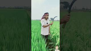 Finish My All Rice funny comedy cow fun farmer comedyvideos shortvideos [upl. by Nevada448]