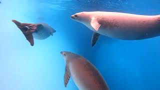 Incredible Antarctic underwater encounter with approx 15 Crabeater seals [upl. by Abraham113]