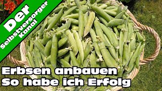 Erbsen erfolgreich anbauen [upl. by Aihceyt462]