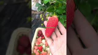 trending farming harvesting viral shorts youtubeshortsfruit myfarminglifeandme [upl. by Adora]