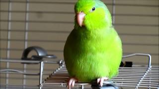 Valentino the Singing Parrotlet [upl. by Pierre]