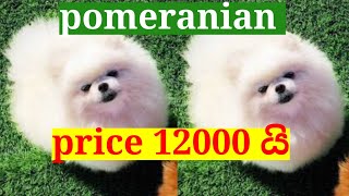 pomeranian dog price in sri lanka 67  pomeranian puppies sale in sri lanka  new pet LK [upl. by Rita151]