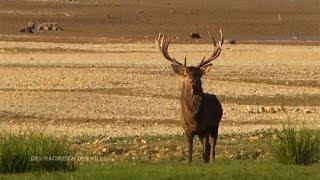 A lécoute du brame du cerf [upl. by Werdnaed]