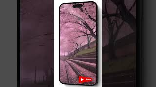 Cherry Blossom Rain travel explore adventure nature [upl. by Bowler]