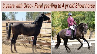 Feral yearling to Show horse  3 yrs with Oreo 270  horse motivation animals sports farming [upl. by Kared34]