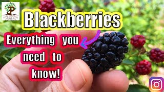 BLACKBERRIES Everything You Need To Know [upl. by Jun453]