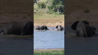 quotElephant Pool Party Playful Swim of Young Elephants in Kruger Parks Refreshing Damquot [upl. by Yrrem435]