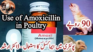 Use of Amoxicillin in Poultry  Dr ARSHAD [upl. by Grubman]