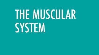 The Muscular System [upl. by Barth630]