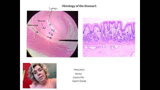 Histology of the Stomach [upl. by Aihsak]