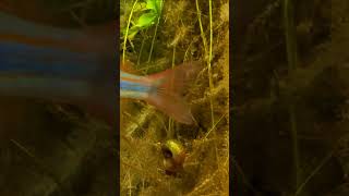 Unique Aquarium Fish  Red Celebes Halfbeak [upl. by Assyram]