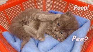 Rescued Kitten Meows after the Vet helps him to Pee and Poop  POOR KITTEN NURSED by Foster MOM CAT [upl. by Sandler324]