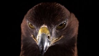 Golden Eagle in Slow Motion  Slo Mo  Earth Unplugged [upl. by Otrebor]