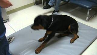 Rottweiler with Narcolepsy amp Cataplexy  Pt 3 [upl. by Lianna624]