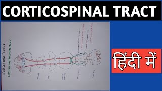 CORTICOSPINALPYRAMIDAL TRACT  DESCENDING TRACT  part1 [upl. by Maje]