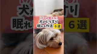 愛犬がしっかり眠れることは、愛犬のストレスを減らして、しつけもやりやすくなるよ♪犬のしつけ 犬のいる暮らし dog [upl. by Ellirpa]