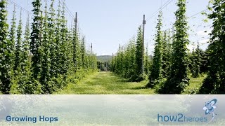 Growing amp Harvesting Hops [upl. by Nnahoj]