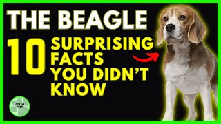 The Beagle 10 Surprising facts You Didn’t Know [upl. by Salita129]