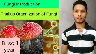 General characters of fungi thallus Organization [upl. by Fricke]