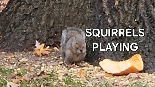 SQUIRRELS PLAYING [upl. by Eenttirb]