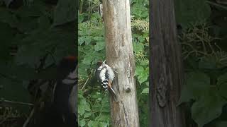 Buntspecht füttert Junges 🐦🐦Buntspecht woodpecker [upl. by Elvia83]