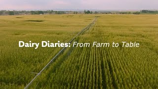 Dairy Diaries From Farm to Table [upl. by Omor]