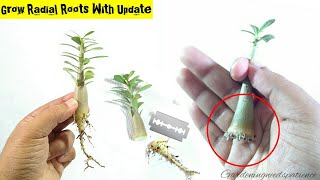 Adenium Root Training From Early Stage  Complete Guide To Grow Radial Roots In Adenium [upl. by Fia]