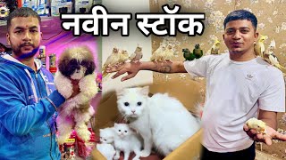 दुकानात आणला नवीन Dog चा स्टॉक  dog doglover waylepetshop [upl. by Llewellyn]