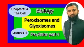 Peroxisomes and Glyoxisomes  1st year Fscinter part 1 biology ch4 lecture in urduhindi [upl. by Gnap]