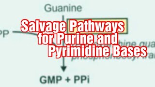 Salvage Pathways for Purine and Pyrimidine Bases BiochemistryMetabolism of Purines and Pyrimidines [upl. by Monaco]