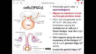 Male genital system development [upl. by Eikkin]