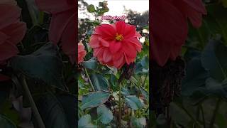 Garden dahlia dahliaplant dahlia pinnata flowers 🌸 love 🌸 viralvideo youtubeshorts 🌸🌸 [upl. by Coltson514]