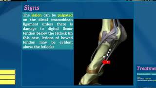 7Desmitis of distal sesamoidean ligaments [upl. by Clemence376]