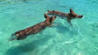 Expedia Swimming Pigs Advert  HD [upl. by Atsilac595]