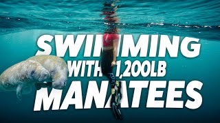 Swimming with Manatees in Crystal River FL Your Ultimate Tour Guide [upl. by Swerdna]