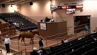 AllAmerican Ruidoso Select Yearling Sale Night 2 Hips 213  425 [upl. by Rieth]