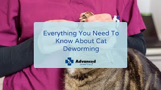 Everything You Need To Know About Cat Deworming [upl. by Lairret]