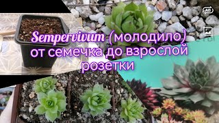 Sempervivum молодило от семечка до взрослой розетки 🌸😊🌿 [upl. by Shenan766]