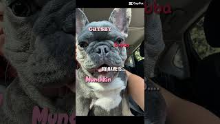 Crying make this…frenchie fypシ dog trending [upl. by Portland]