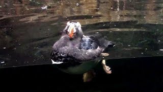 めっちゃ付いてくるエトピリカ（葛西臨海水族園）Following Tufted Puffin [upl. by Obadias]