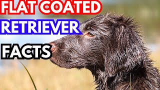 Flat Coated Retriever  Top 10 Facts [upl. by Schroeder88]