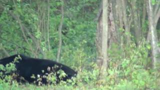 Huge PA black bear and a bunch of baby fox in spring gobbler [upl. by Kabab]