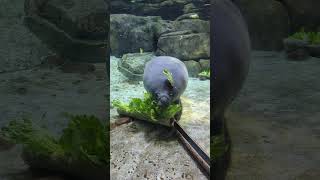 Baby Manatee Eating Lettuce SO CUTE cute cuteanimals [upl. by Kcirred825]